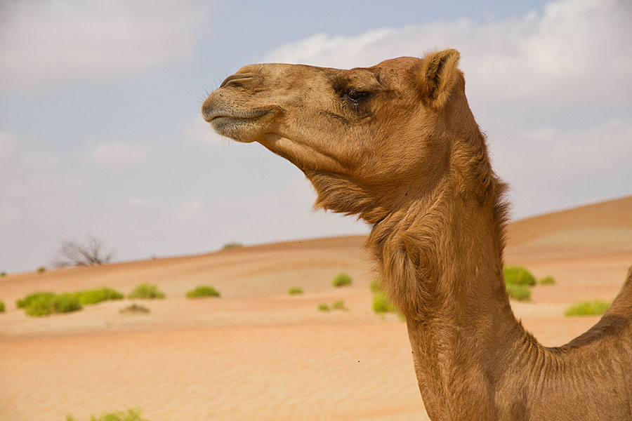 Camels in the UAE