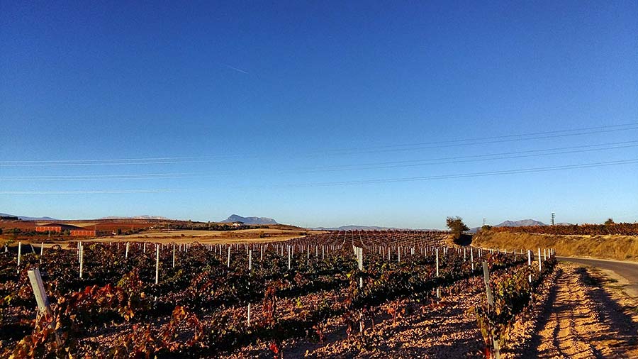 Vineyards near Logrono, Spain