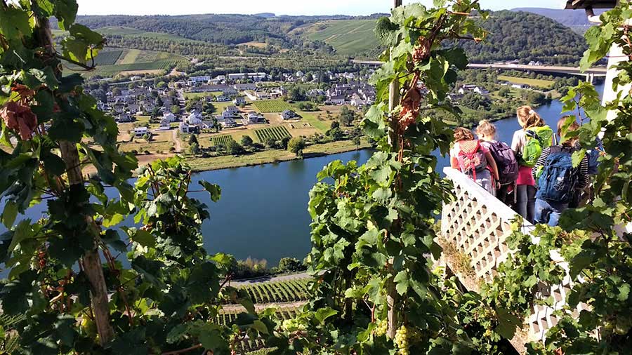 Teaching English in Germany - Vineyards